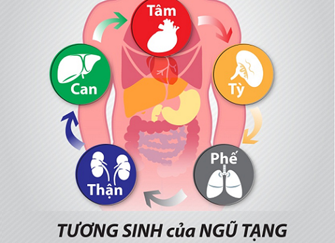 tương sinh của ngũ tạng